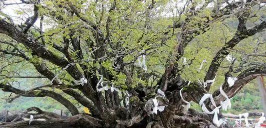 种上阳台|刘贵照顾父亲至临终,最终兄弟却不原谅他,因他在院前栽了“桑”