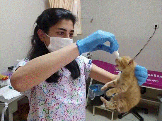 医生 流浪猫“碰瓷”白衣天使！猫：你懂我意思吗？医生：懂的