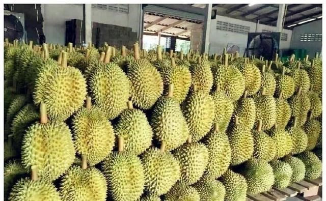 导游 中国小伙在泰国买榴莲，被导游再三阻拦，不听劝购买：可以退吗？