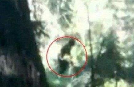  释疑解惑：神农架野人是恐怖传说还是真的存在？