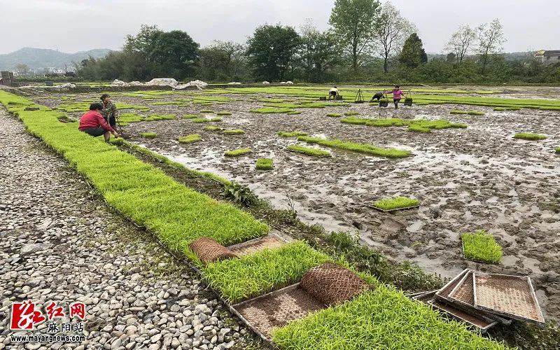 麻阳快报 谷雨至，麻阳种粮大户播种移苗正当时