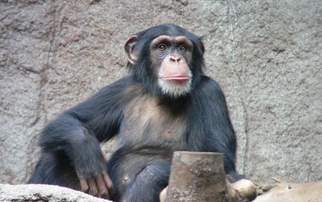 非洲的黑猩猩，是怎麼把艾滋病傳給非洲黑人，再傳到全世界的？-圖5