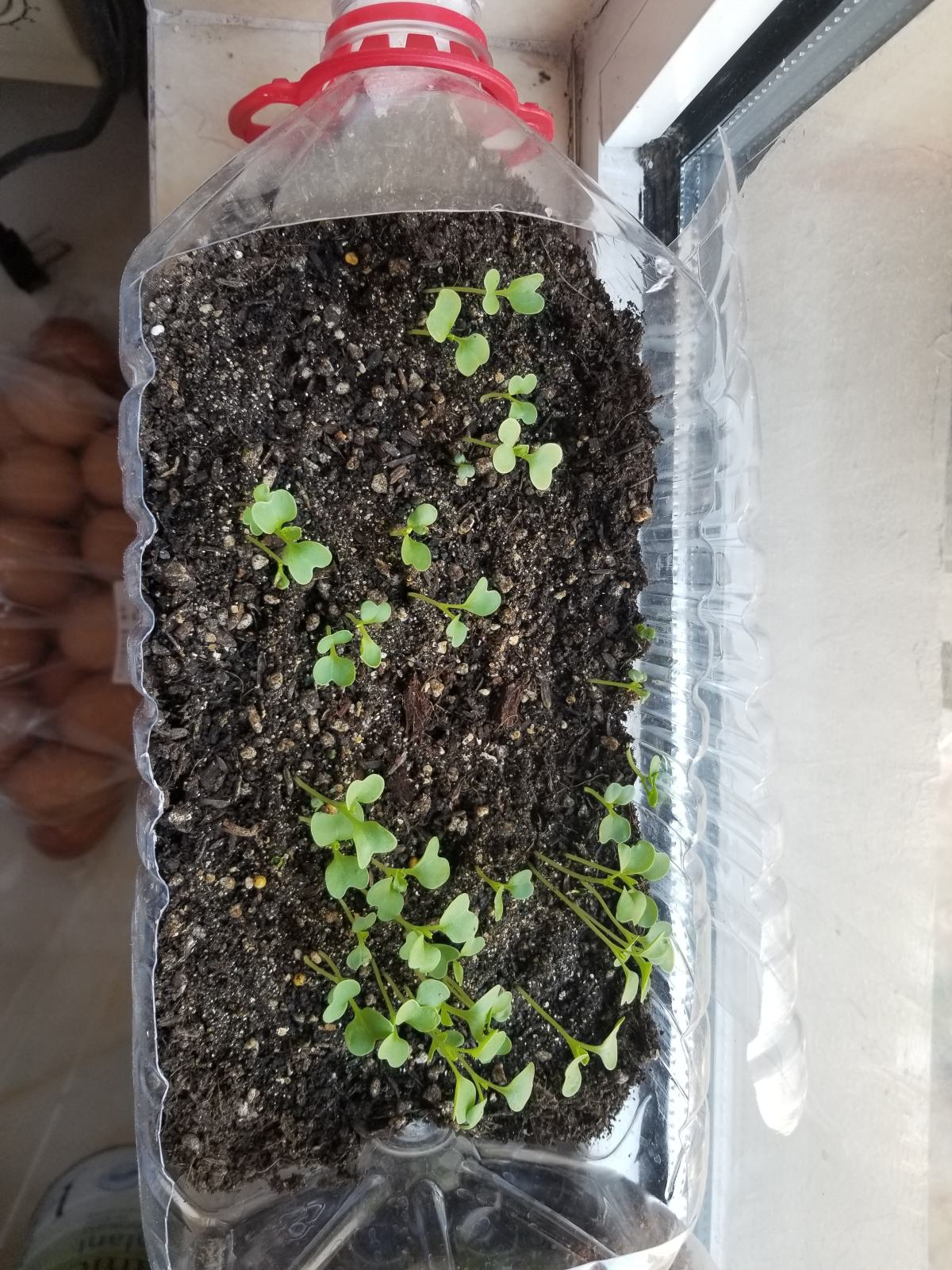|家里的小阳台别养花，几个花盆种点菜，秋天就能吃