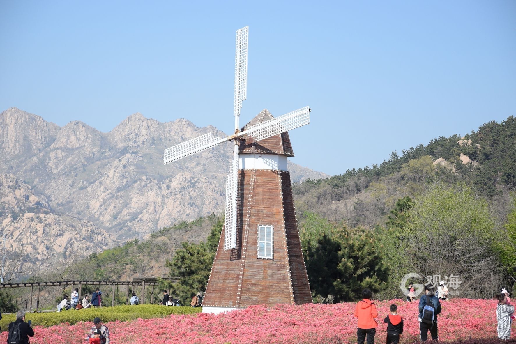 态度青岛 赏油菜花海不用去婺源 来这里就可以