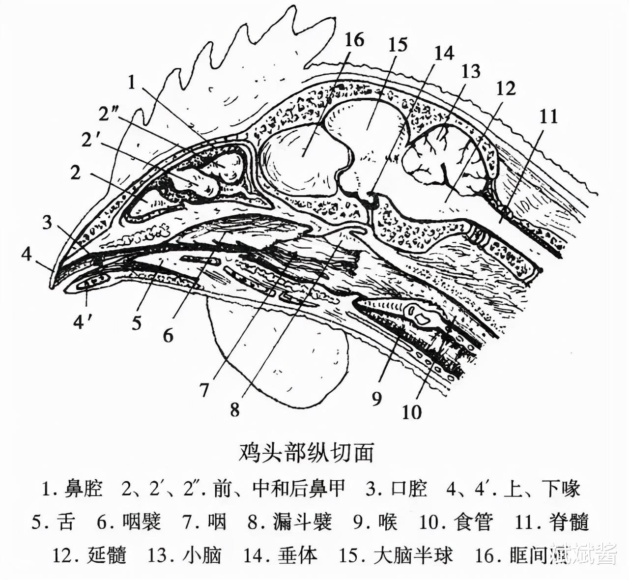 钻石|没了脑袋还能存活的8种动物，章鱼9个脑袋，一只无头鸡活了18个月