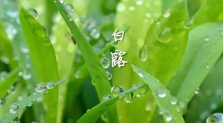 平直堂|白露 | 养气血，艾灸这几个穴！