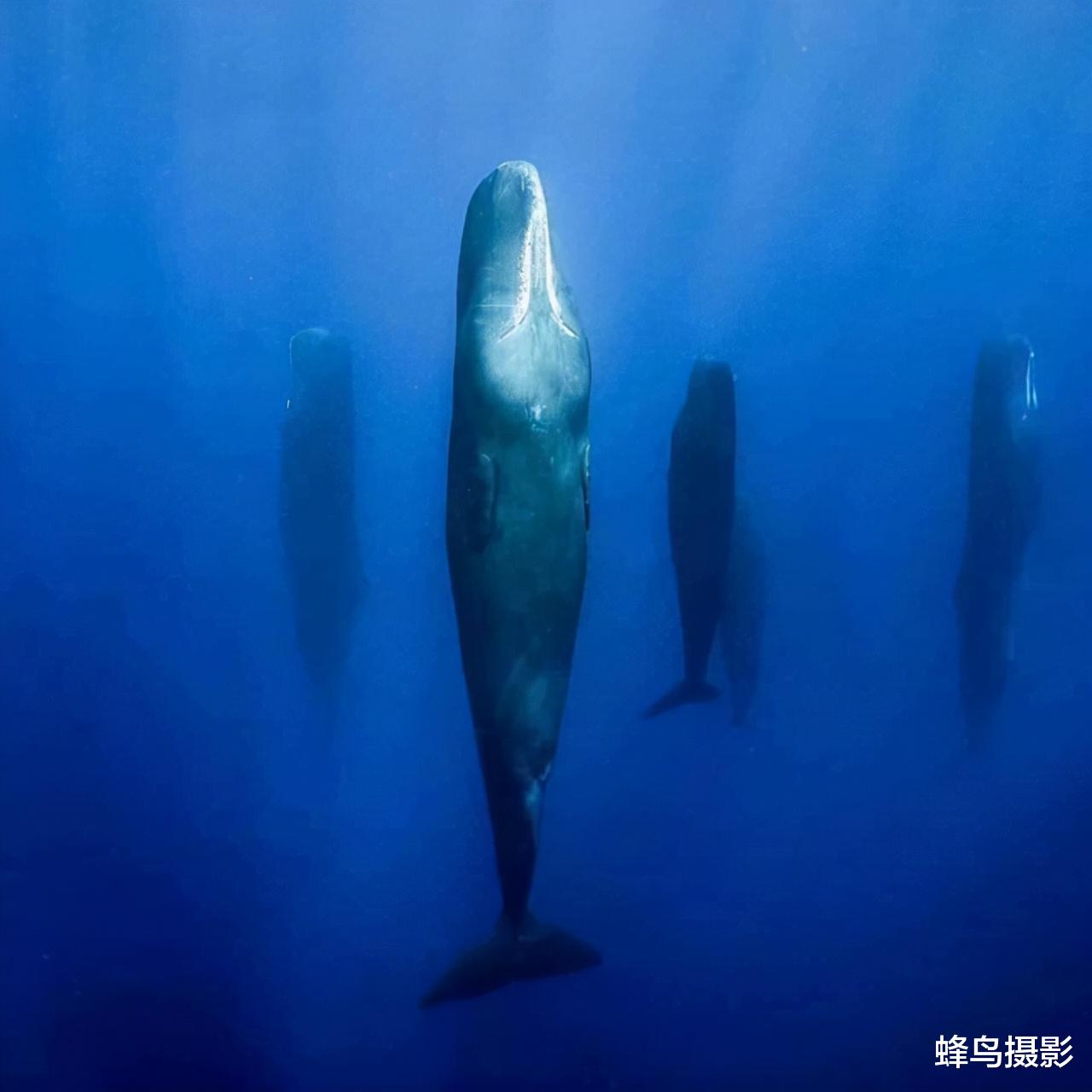 鲨鱼 20张活久未见的照片，鱼跃出海面吃空中的飞鸟，鳄鱼咬到一只鲨鱼