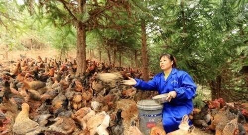 幻女姬 农村有3大“禁令”,或将被解除?这会给农民生活带来什么变化?