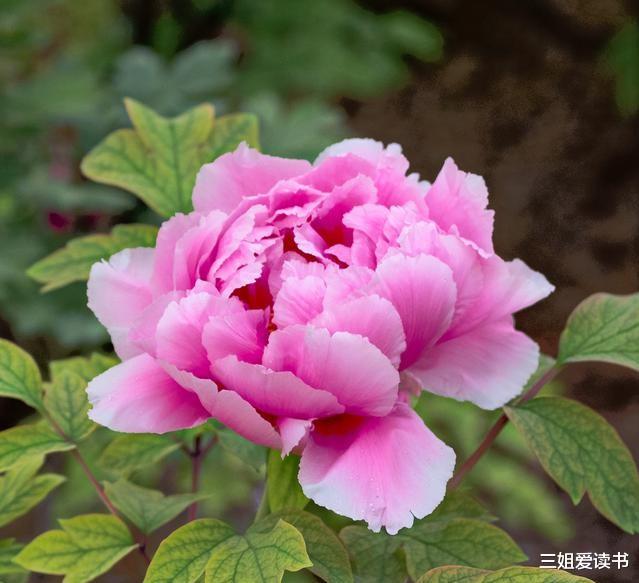 三姐爱读书|坚持，短期看不到效果；但是不坚持，注定没有结果