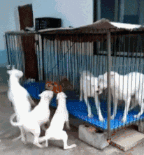 |“高端基金经理人才，往往只需简单的简历，我觉得我也行！”哈哈哈