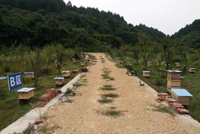 蜜蜂 老蜂王全部换新蜱还会出现王台吗？