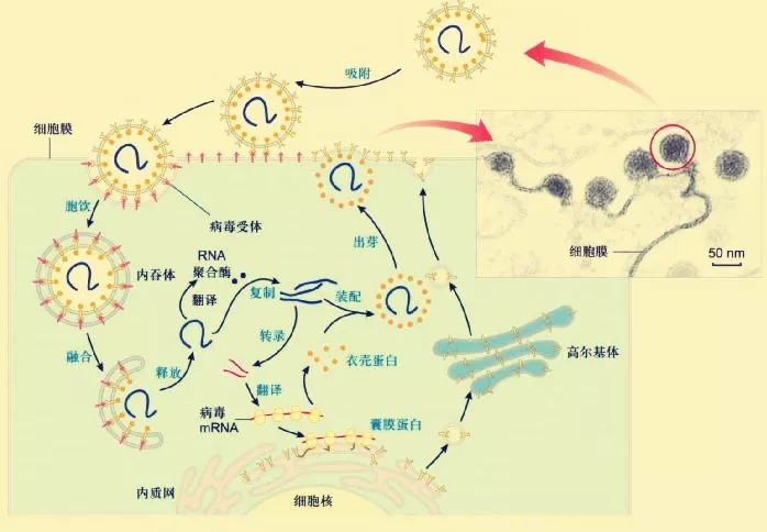 冠状病毒 深度！病毒演化史：把人类搞死，自己也死了，病毒的目的是啥？