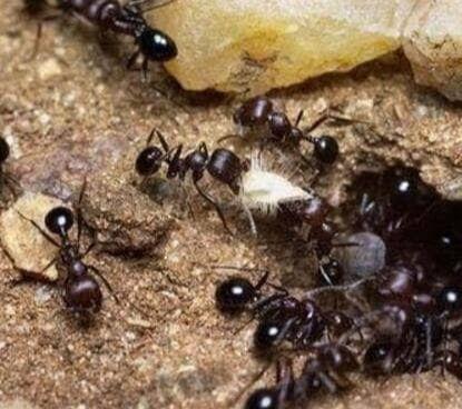 非洲食人蚁,整齐有序的军团,4分钟就能把人类啃食成白骨