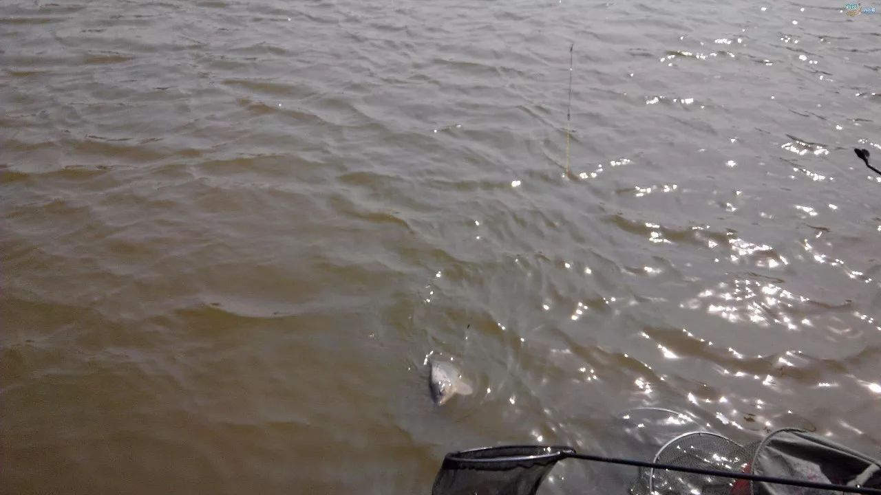 蟑螂|鱼塘里投放了樟脑丸，鱼不开口怎么办？