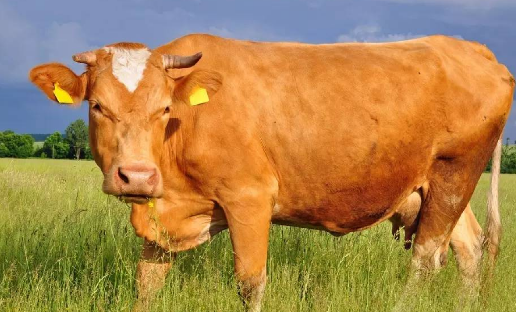 呈贡|属牛人未来一周得到财神眷顾，职场遇贵人，财源滚滚来