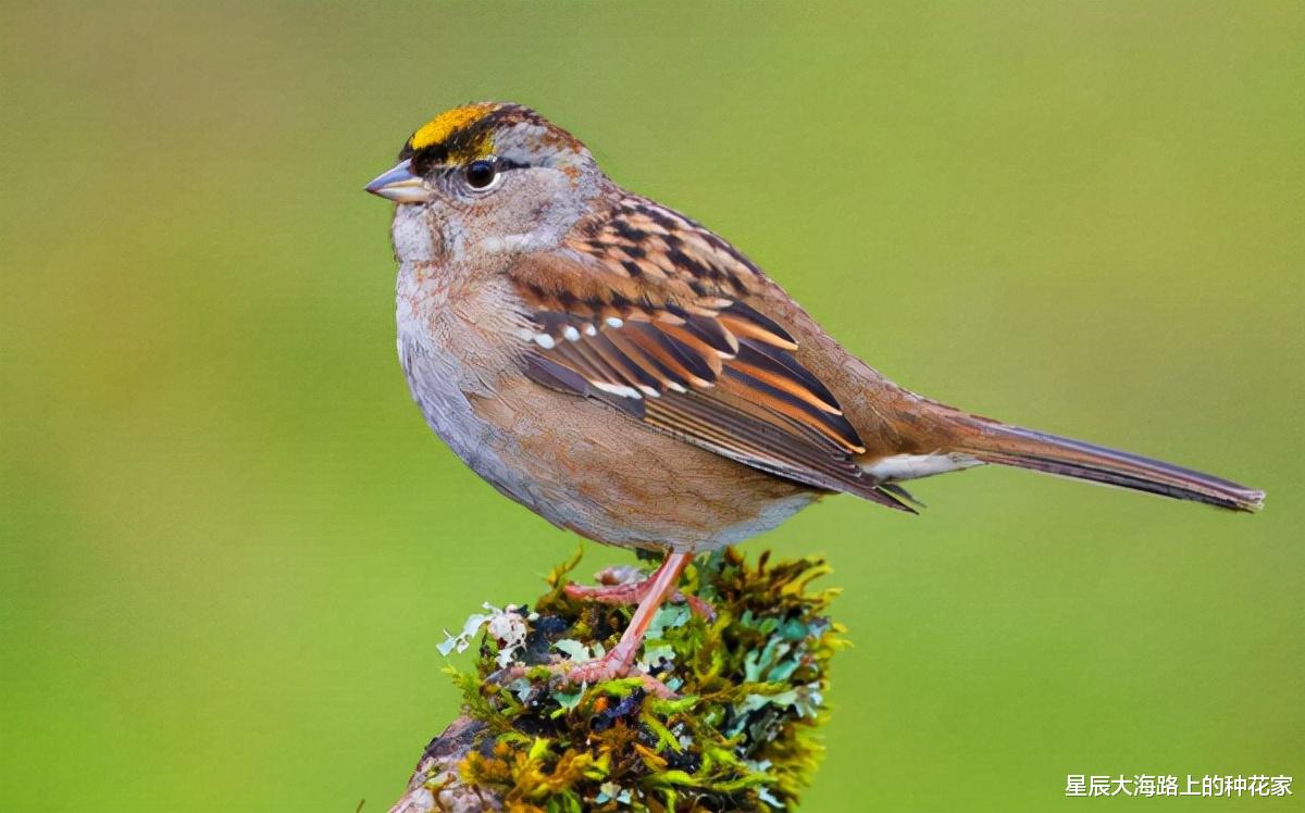 华南虎 我国本土麻雀去哪了？随处可见的麻雀竟然都是进口的！