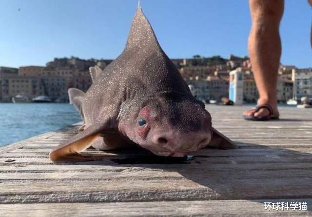 鲨鱼 意大利出现变异、“非地球”生物?猪脸、鲨鱼身!原来是尖背角鯊