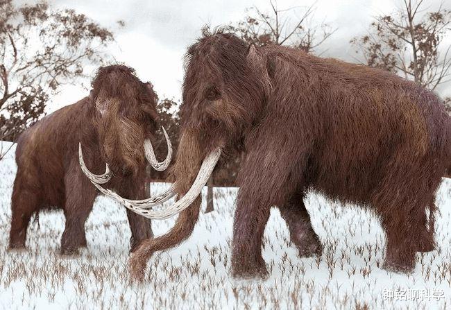 象牙 北极50万吨猛犸象牙引发淘金热，暴力开采，或致远古病毒复活