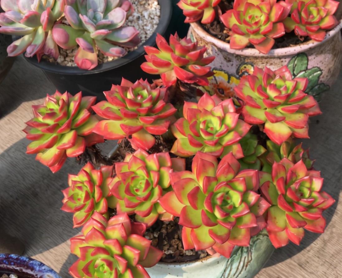 植萌|原本翠绿的蒂亚,做好6点之后,不但爆盆,颜色也鲜红了