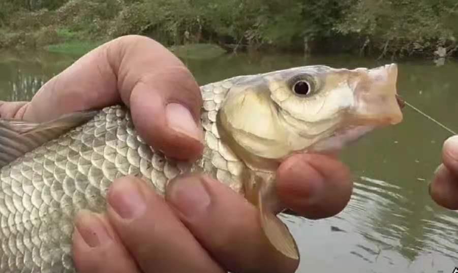 饵料|热天垂钓板鲫，别再一味花钱买饵，试试这几种，一周起码钓五次