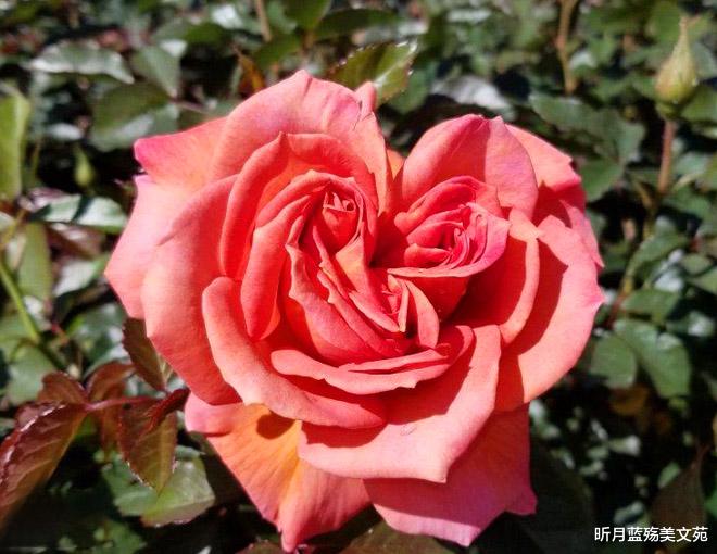 昕月蓝殇美文苑|真情难忘，思念不止