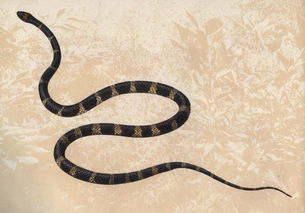  蛇在冬眠时会“任鼠宰割”？毫无还手余地？蛇一定要冬眠吗？