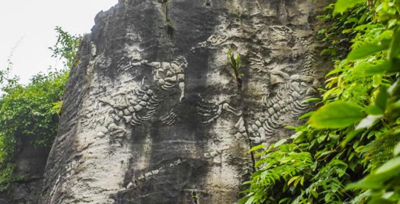 贵州 贵州一岩石裸露古生物化石，头骨长角，吸引众多游客驻足参观