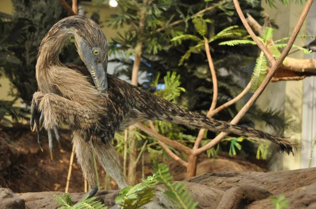 始祖鸟|?关于始祖鸟的10个事实，著名的“恐龙鸟”
