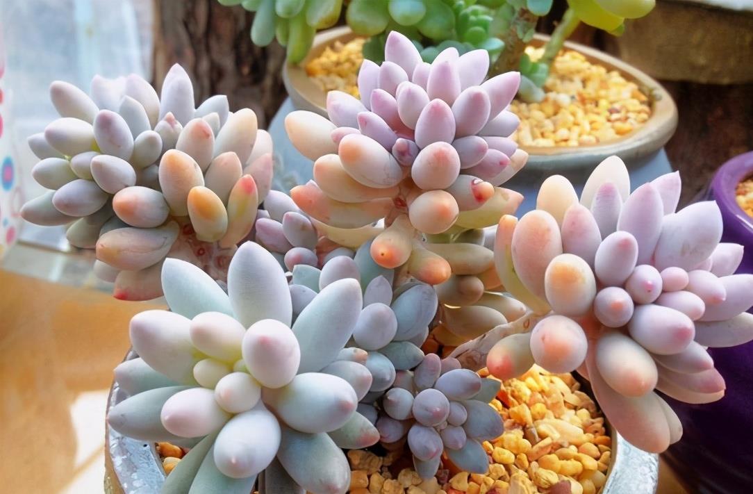 植萌|被这颗彩色的果冻婴儿手指迷住了