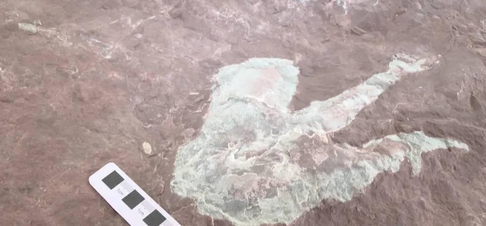 化石 继骨骼化石后，东兴又发现侏罗纪时期恐龙足迹化石