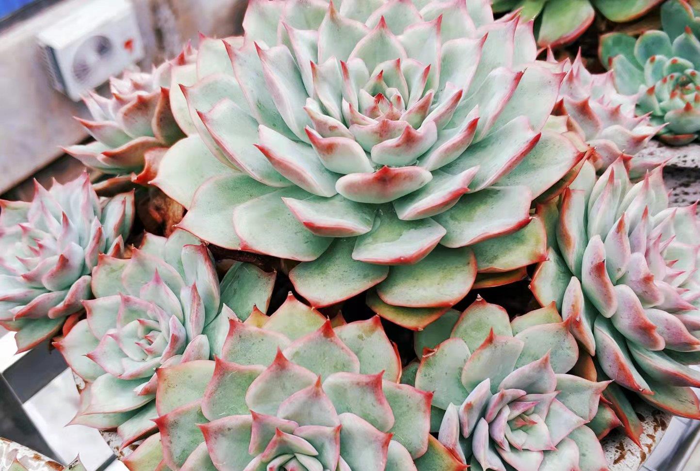 续约紫罗兰 在找有颜值又好养，还容易养成捧花状的多肉？那就是粉色提示了！