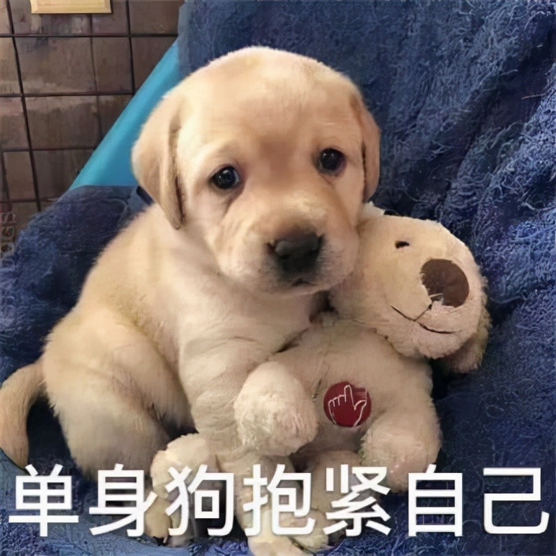 |女朋友最喜欢什么职业的男生？程序员最吃香！这几种职业注孤生？