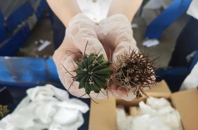 家有二宝育儿|16株活体!杭州海关截获仙人掌和粉蚧 如何应对海外入侵物种?