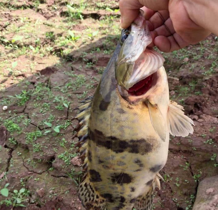 |钓鱼人又爱又恨的两种毒鱼, 被刺到难受一天, 抓好了吃起来真香!