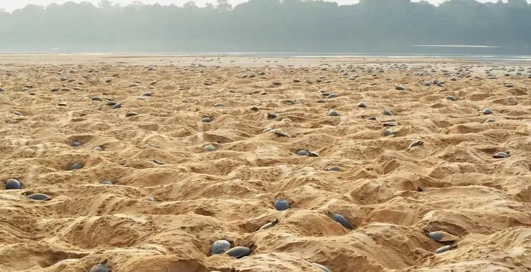 余男|开年第一部神作，狂野又震撼