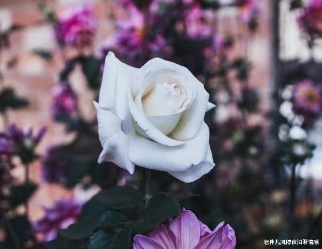 老伴儿风停夜泊聊情感|抓住男人心,谨记一个字:变