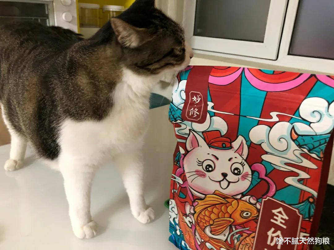 李菁菁|宠物猫太肥了，如何减肥？
