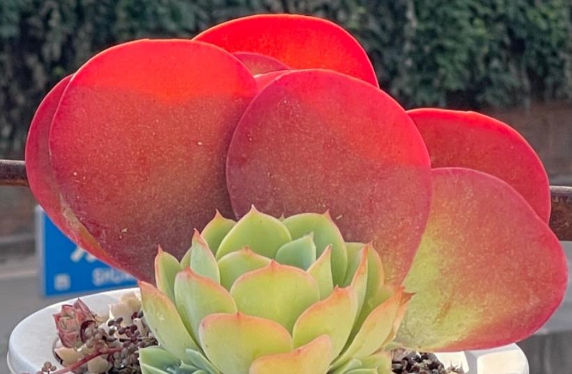 续约紫罗兰|多肉唐印换盆要注意时机,换完后叶片发软别慌,做好3点就能服盆