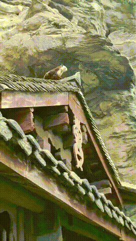 半岛晨报 大白天在武当山拍到的，难得一见！