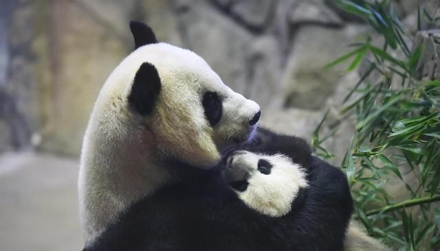 奶豆说育儿|大熊猫相亲！四川广元3只大熊猫“走婚” 揭秘大熊猫繁殖有多难？
