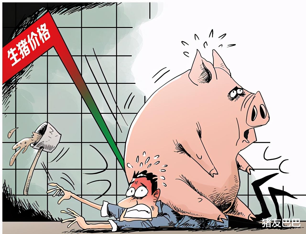 豬價大跌53.6%，1頭生豬虧202元，大豬積壓突出，豬價或斷崖再跌-圖5