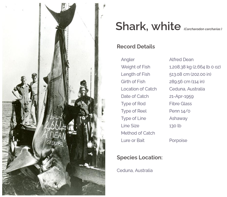 象牙 人类好心办坏事：“抓大放小”，可能让大鱼被迫进化成小体型