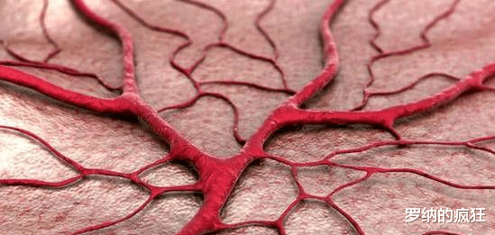 白萝卜|天然“溶栓高手”已发现，不是白萝卜，每天吃一点，血管柔软又畅通