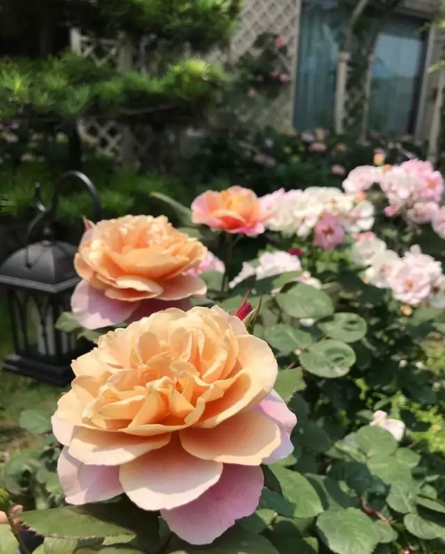 宁波|150㎡私家别墅庭院，打造花开满园的自然舒适小花园，太美了