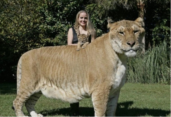 老虎 世界“最大猫”体重达408公斤，3次获得世界纪录，它不应该诞生！