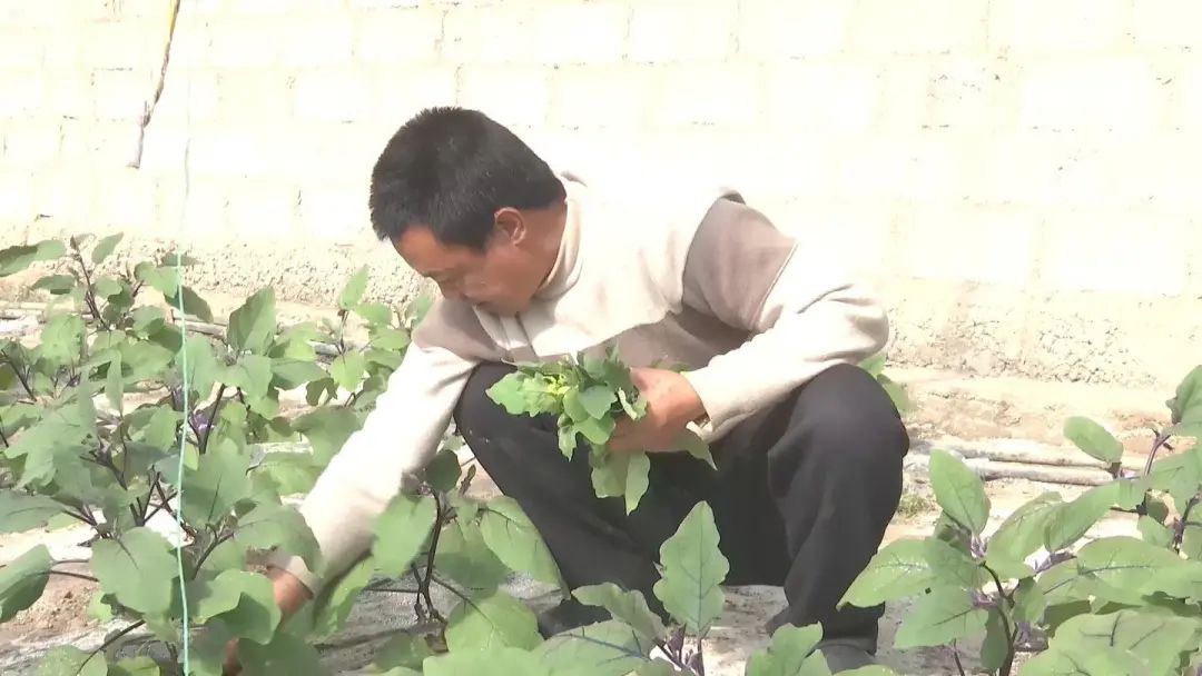 瓜州县融媒体中心 瓜州：种好“菜园子”丰富“菜篮子”