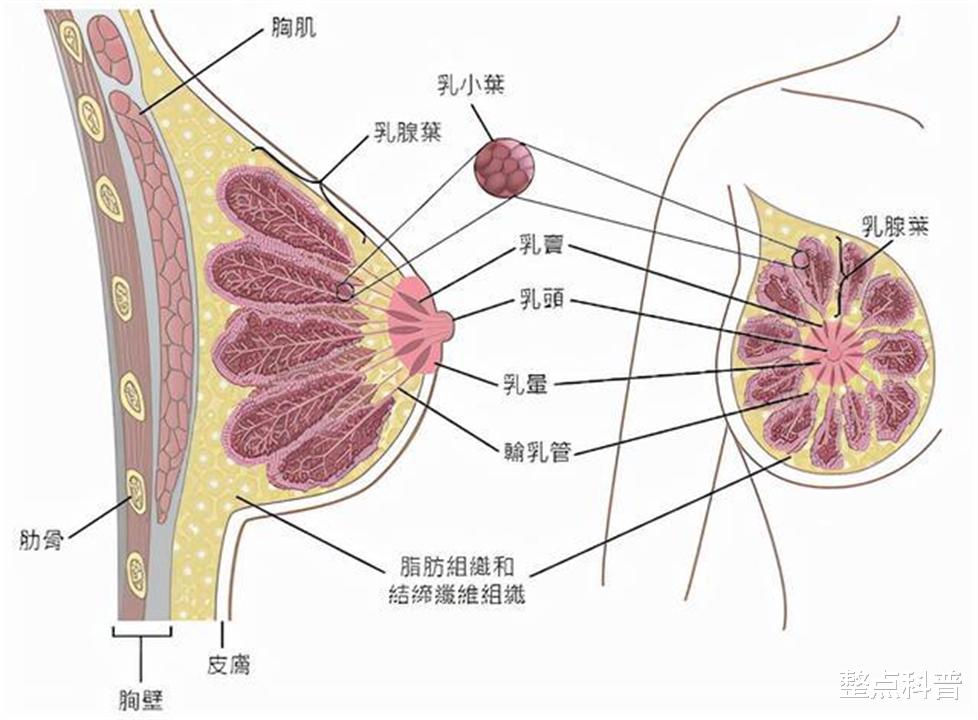 东亚女性胸部普遍比欧美小,源于基因变异?为何只有东亚人变异?