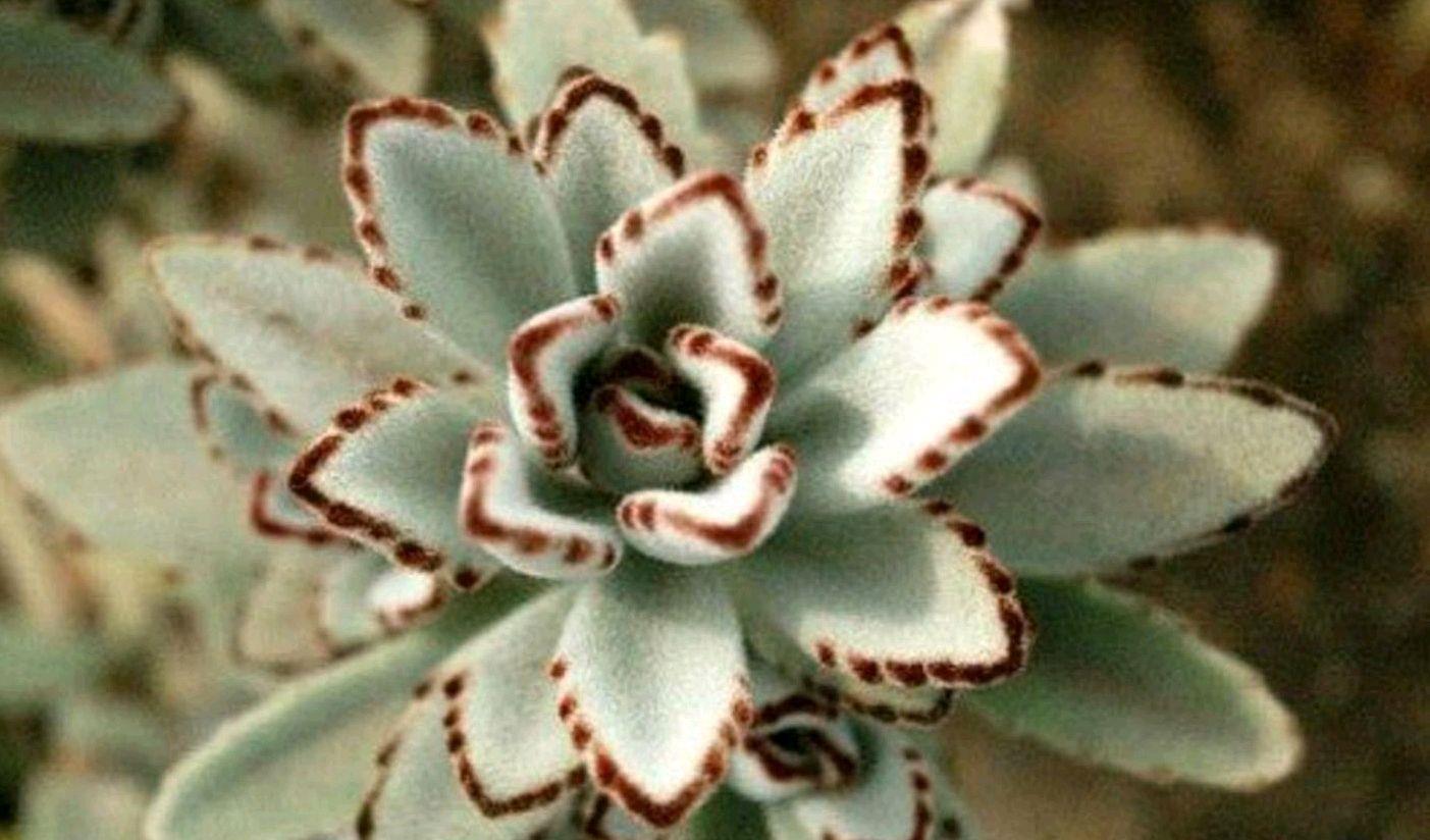 园艺印象|多肉兔耳系列个个高颜值，尤其月兔耳最惹人喜爱