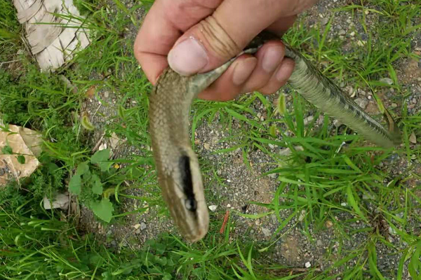 信贷 国内最没“牌面”的蛇，总是被人信手拈来，却是老鼠的最大克星