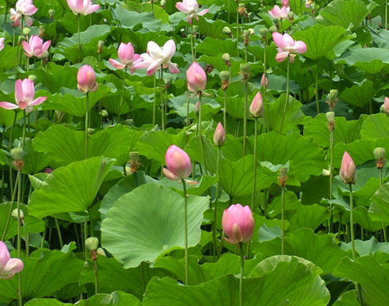 运势|6月开始，喜迎富贵，4属相求财得财，升职加薪，金玉满堂